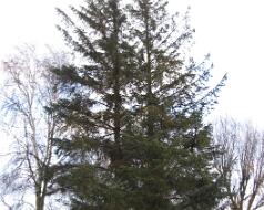 Efteraar